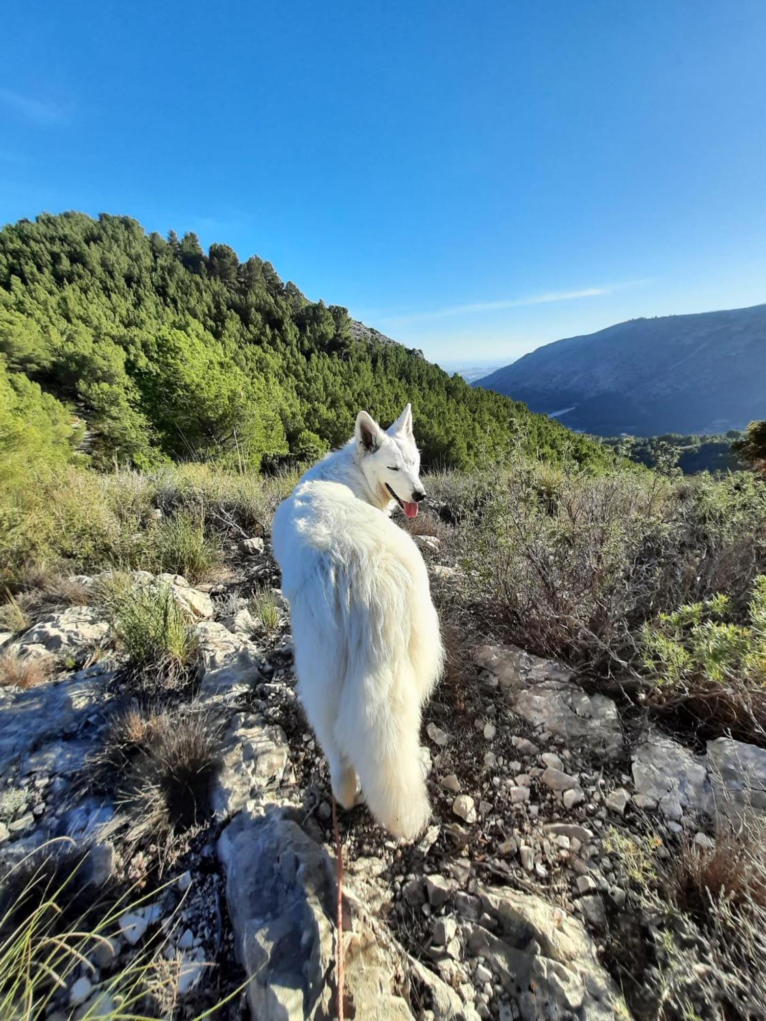 Bolulla Finca Oliva المظهر الخارجي الصورة