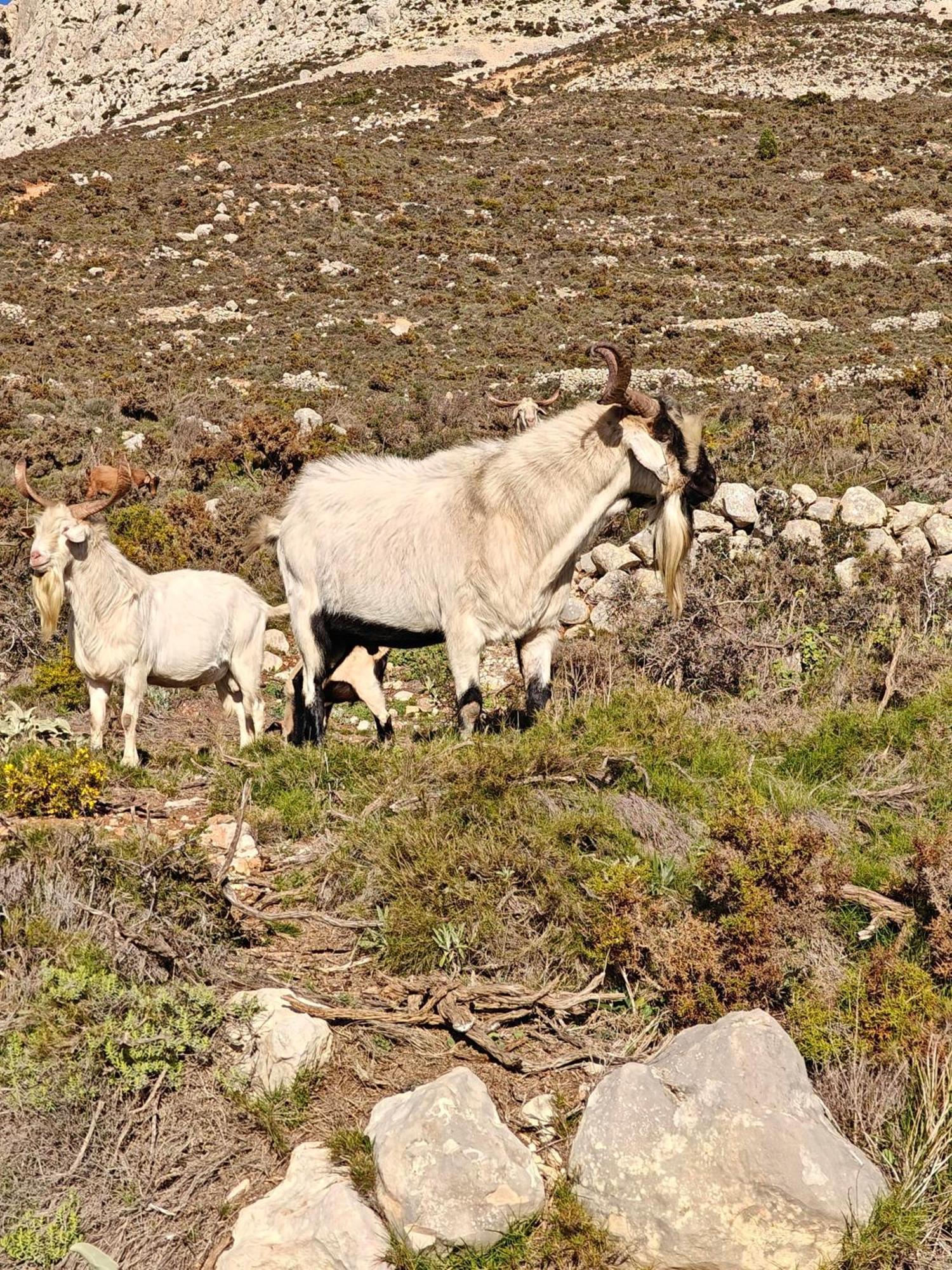 Bolulla Finca Oliva المظهر الخارجي الصورة