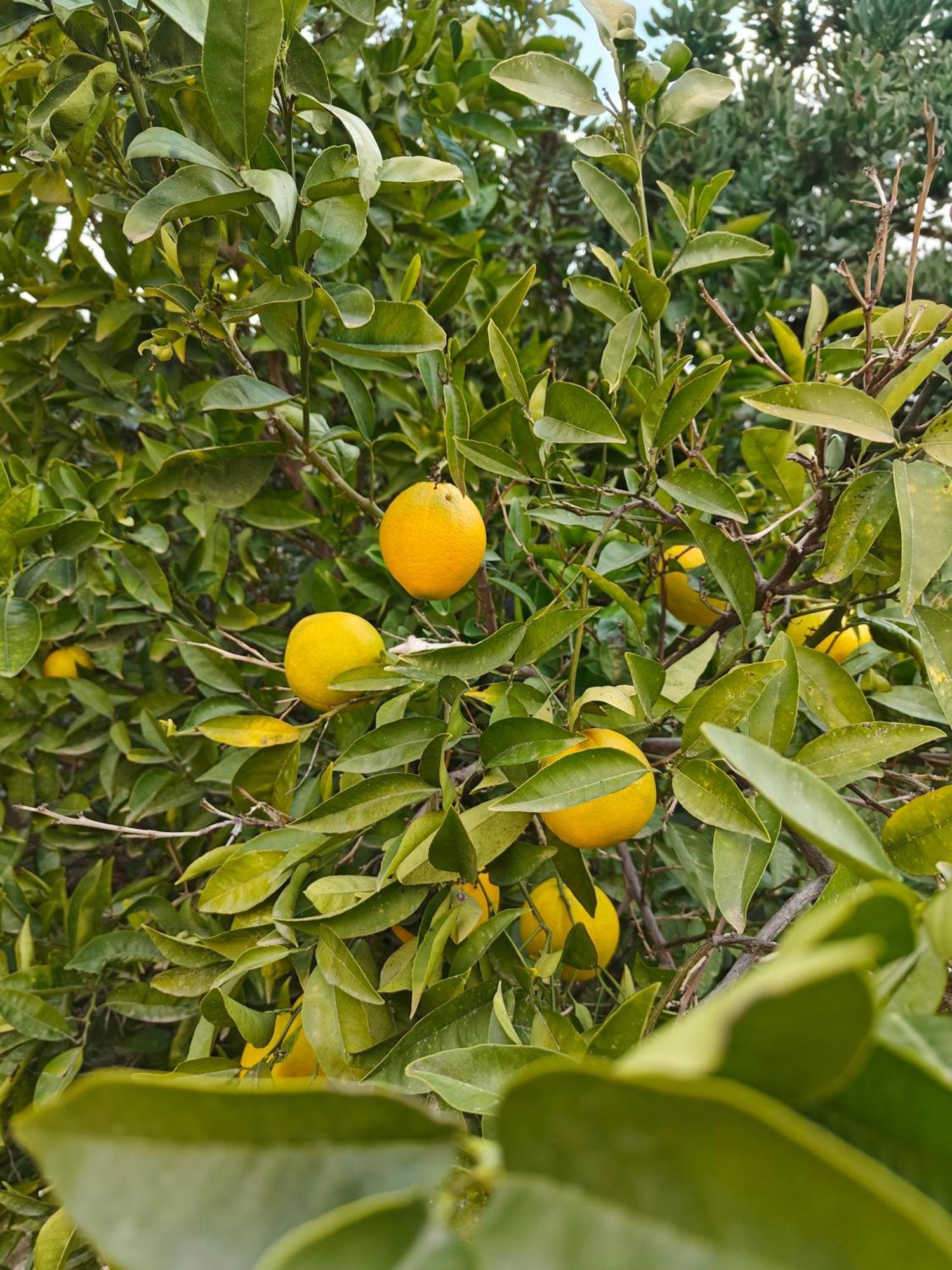 Bolulla Finca Oliva المظهر الخارجي الصورة