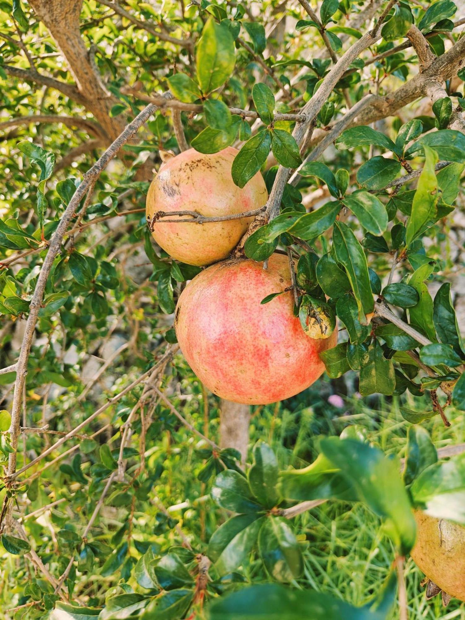 Bolulla Finca Oliva المظهر الخارجي الصورة