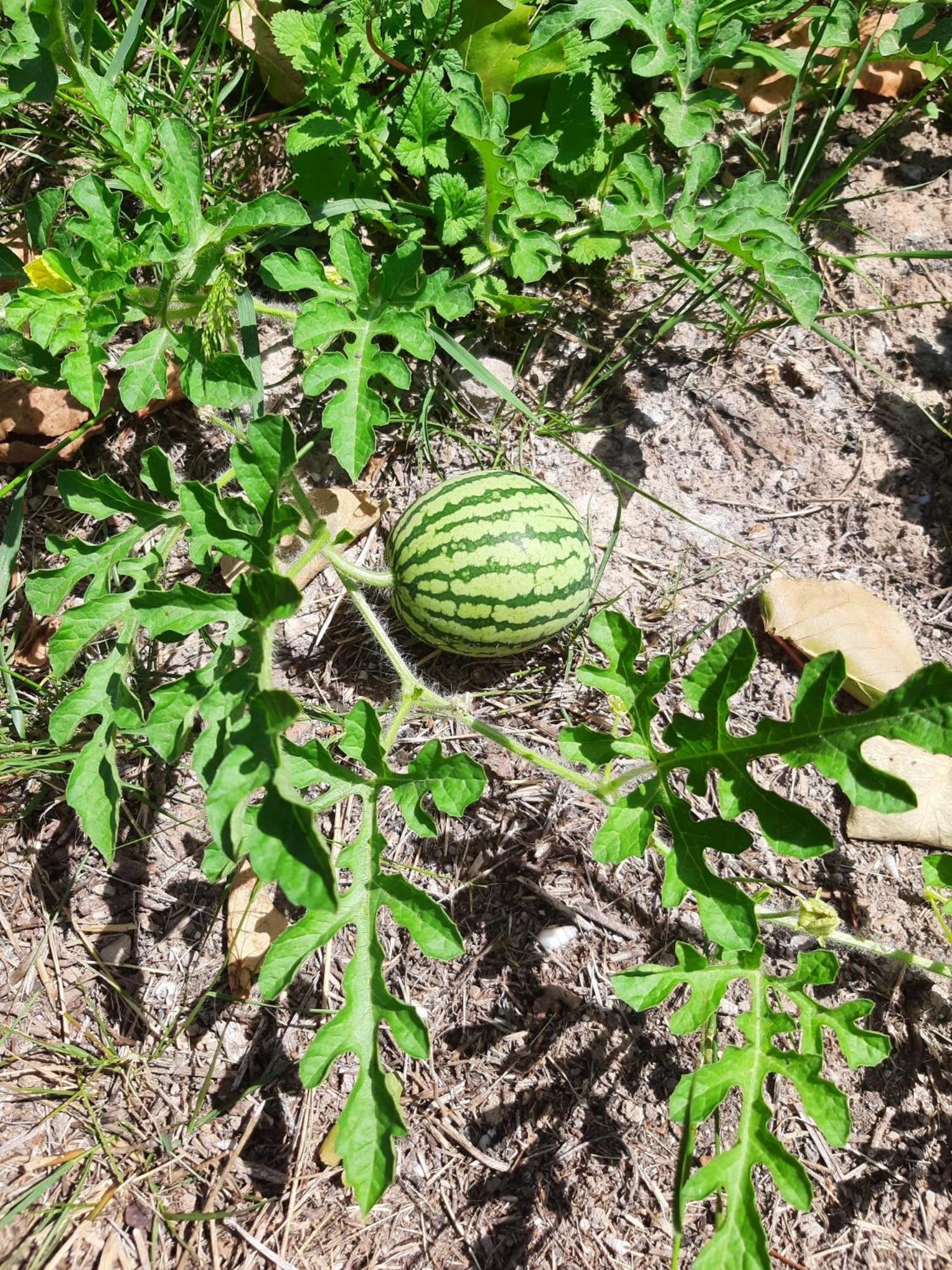 Bolulla Finca Oliva المظهر الخارجي الصورة